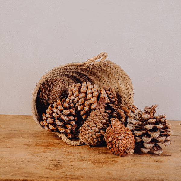 Pomme de pin - Lot de 10