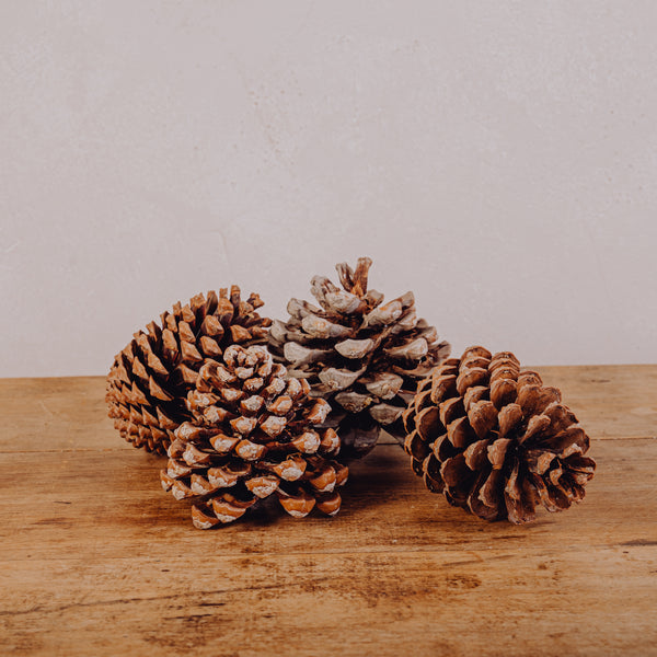 Pomme de pin - Lot de 10