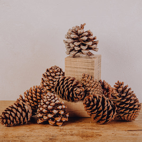 Pomme de pin - Lot de 10