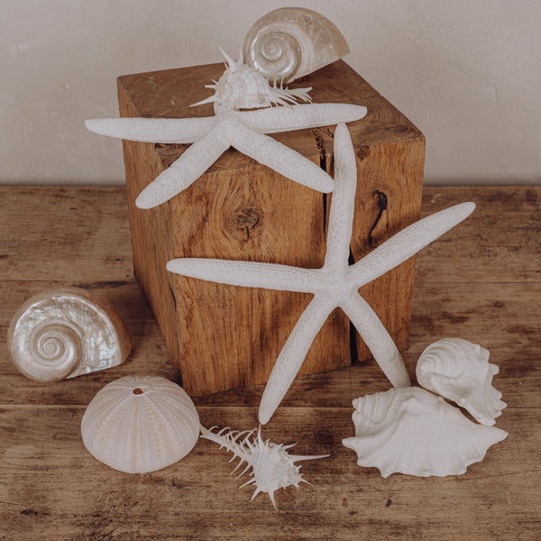 Coquillages